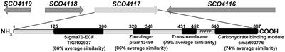 The SCO4117 ECF Sigma Factor Pleiotropically Controls Secondary Metabolism and Morphogenesis in Streptomyces coelicolor